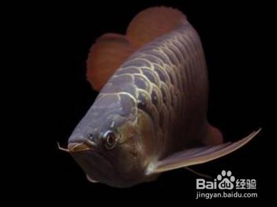 龍魚(yú)什么是掉眼的：如何改善龍魚(yú)掉眼的自然恢復(fù)方法