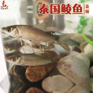 麥穗魚喂龍魚好不好呢怎么喂，