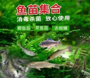 麥穗魚喂龍魚好不好呢怎么喂，
