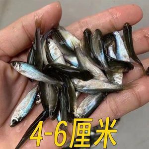 麥穗魚喂龍魚好不好呢怎么喂，