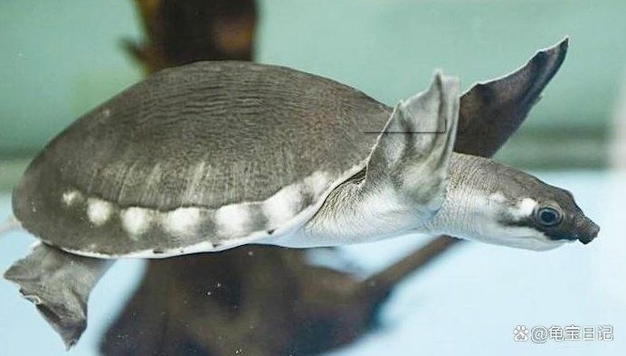 銀龍魚和豬鼻龜混養一個月換幾次水