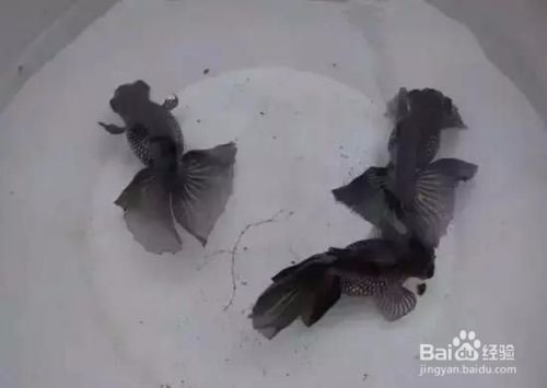 紅龍魚眼睛有白點怎么治療圖片視頻（紅龍魚眼睛有白點怎么治療圖片視頻大全）