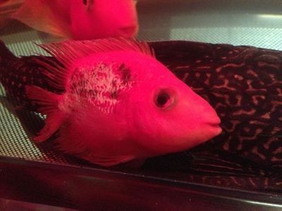 金龍魚背上鱗片發(fā)白怎么辦：金龍魚背上鱗片發(fā)白怎么辦金龍魚背上鱗片發(fā)白怎么辦