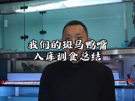 斑馬鴨嘴魚和龍魚混養好不好