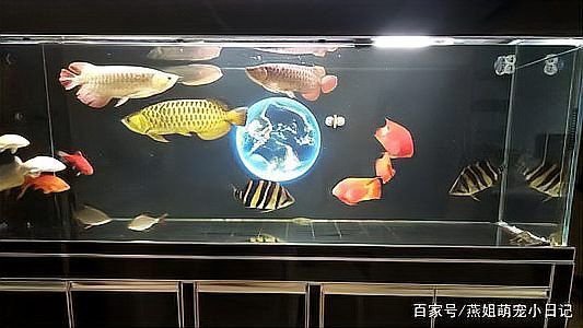 斑馬鴨嘴魚和龍魚混養好不好