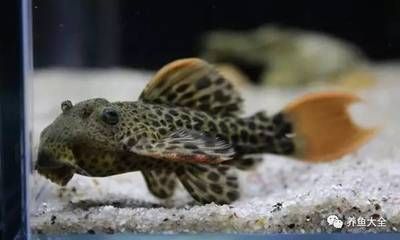 龍魚喂林蛙的好處和壞處和壞處和壞處和壞處和壞處：龍魚喂林蛙既有好處也有壞處，飼養者需要注意以上問題