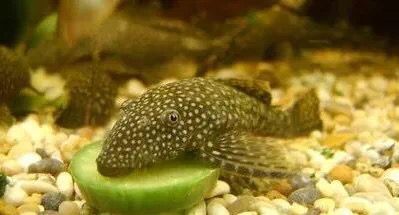 龍魚喂林蛙的好處和壞處和壞處和壞處和壞處和壞處：龍魚喂林蛙既有好處也有壞處，飼養者需要注意以上問題
