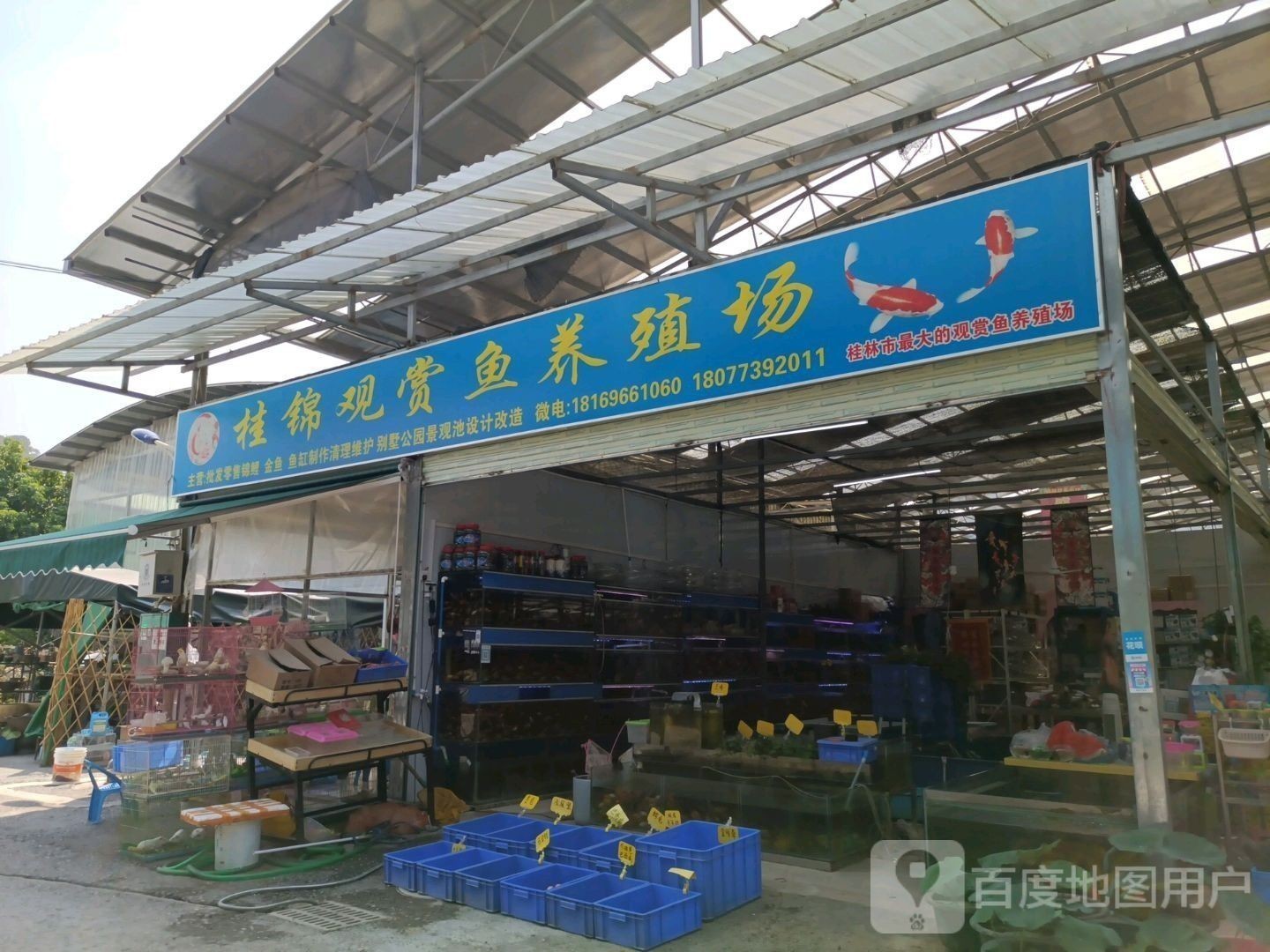 桂林龍魚養(yǎng)殖基地在哪里