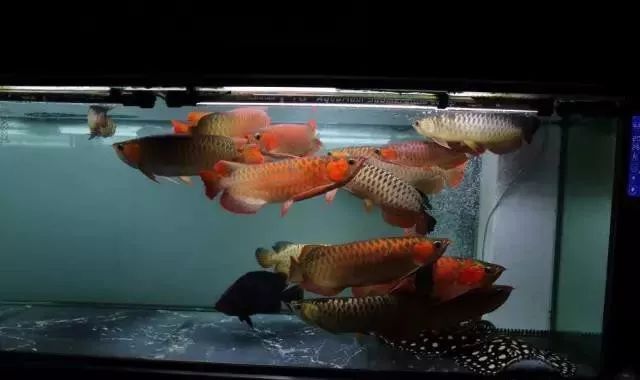龍魚(yú)紅燈白燈的區(qū)別：紅燈和白燈對(duì)龍魚(yú)的影響