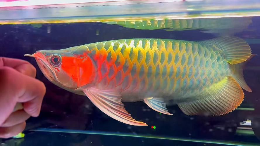 綠皮辣椒紅龍魚(yú)圖片欣賞