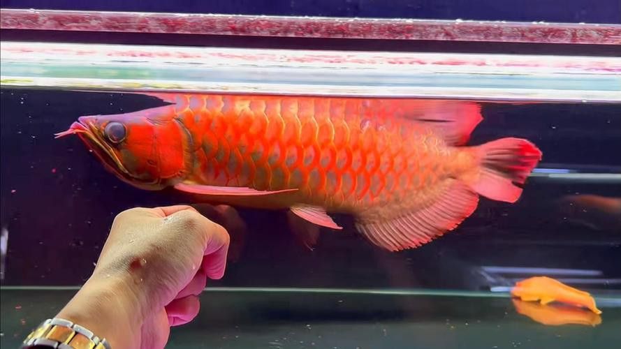 綠皮辣椒紅龍魚(yú)圖片欣賞