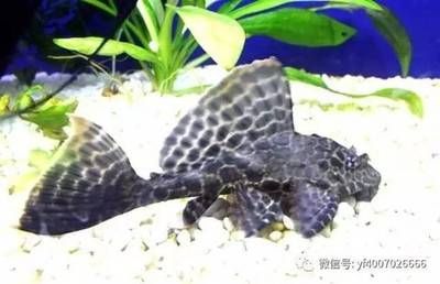 混養龍魚幾條最好風水學：探討混養龍魚的最佳數量風水學時