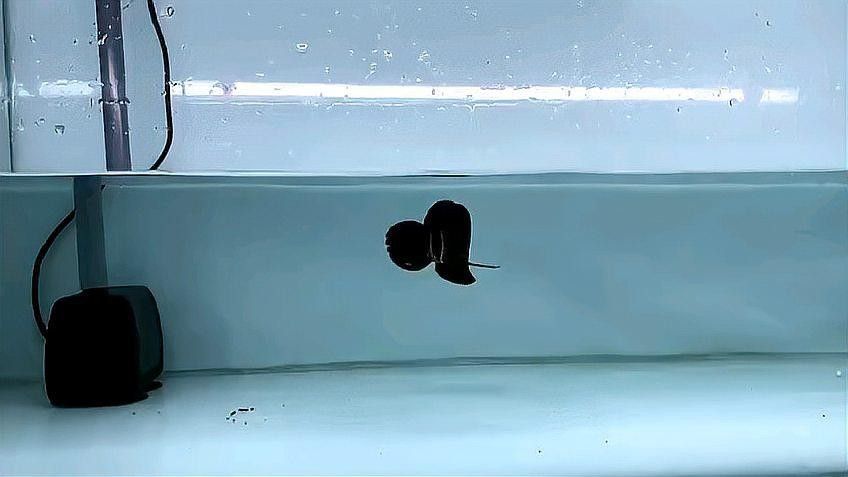 黑龍魚視頻