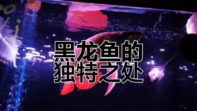 黑龍魚視頻