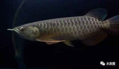 龍魚開燈多久，如何選擇龍魚的開燈時間