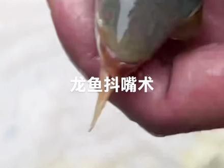 龍魚兜嘴手術后還會長回去嗎 龍魚兜嘴手術后還會長回去嗎 龍魚百科 第4張