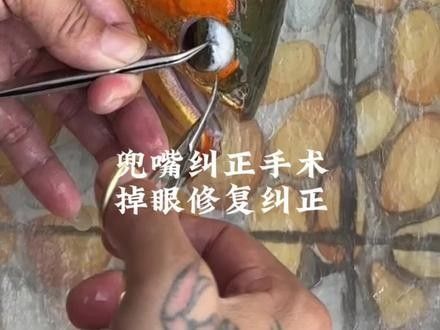 龍魚兜嘴手術后還會長回去嗎 龍魚兜嘴手術后還會長回去嗎 龍魚百科 第3張
