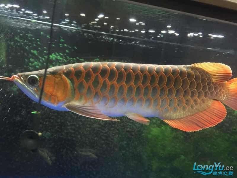 龍魚兜嘴手術后還會長回去嗎 龍魚兜嘴手術后還會長回去嗎 龍魚百科 第6張