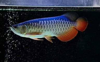 龍魚對ph值的要求：關于龍魚對ph值的要求