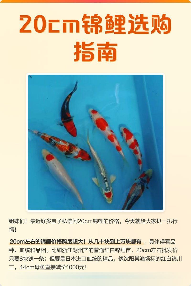 龍鳳黃金錦鯉多少錢一只