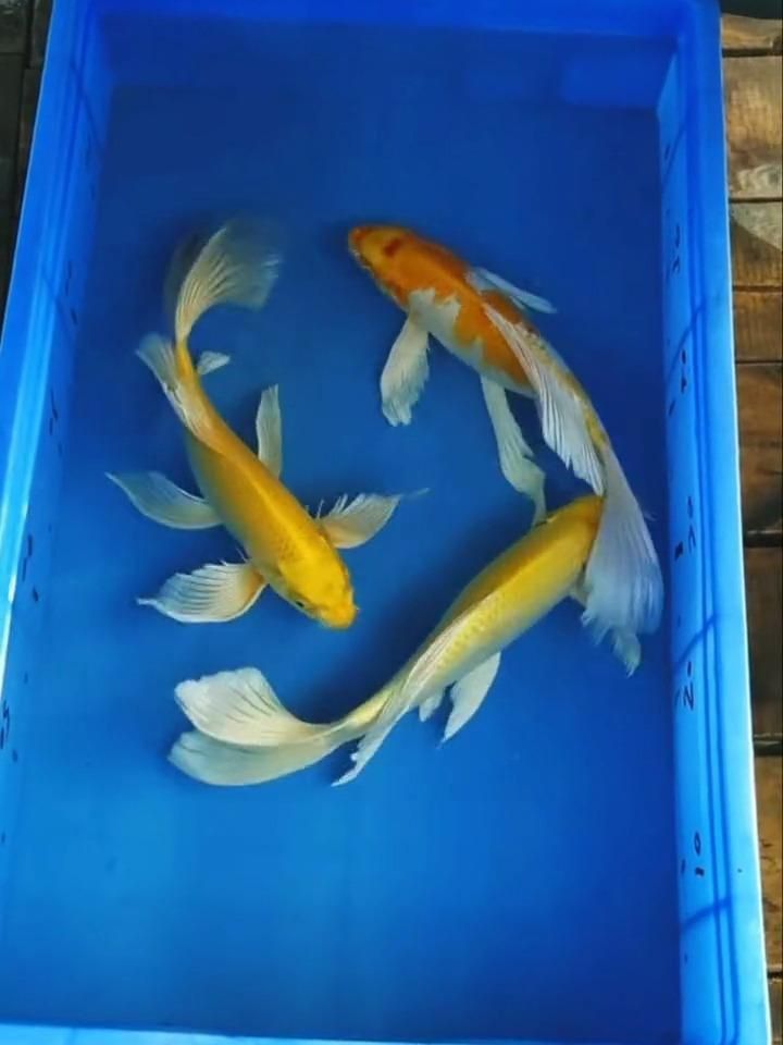 龍鳳黃金錦鯉多少錢一只