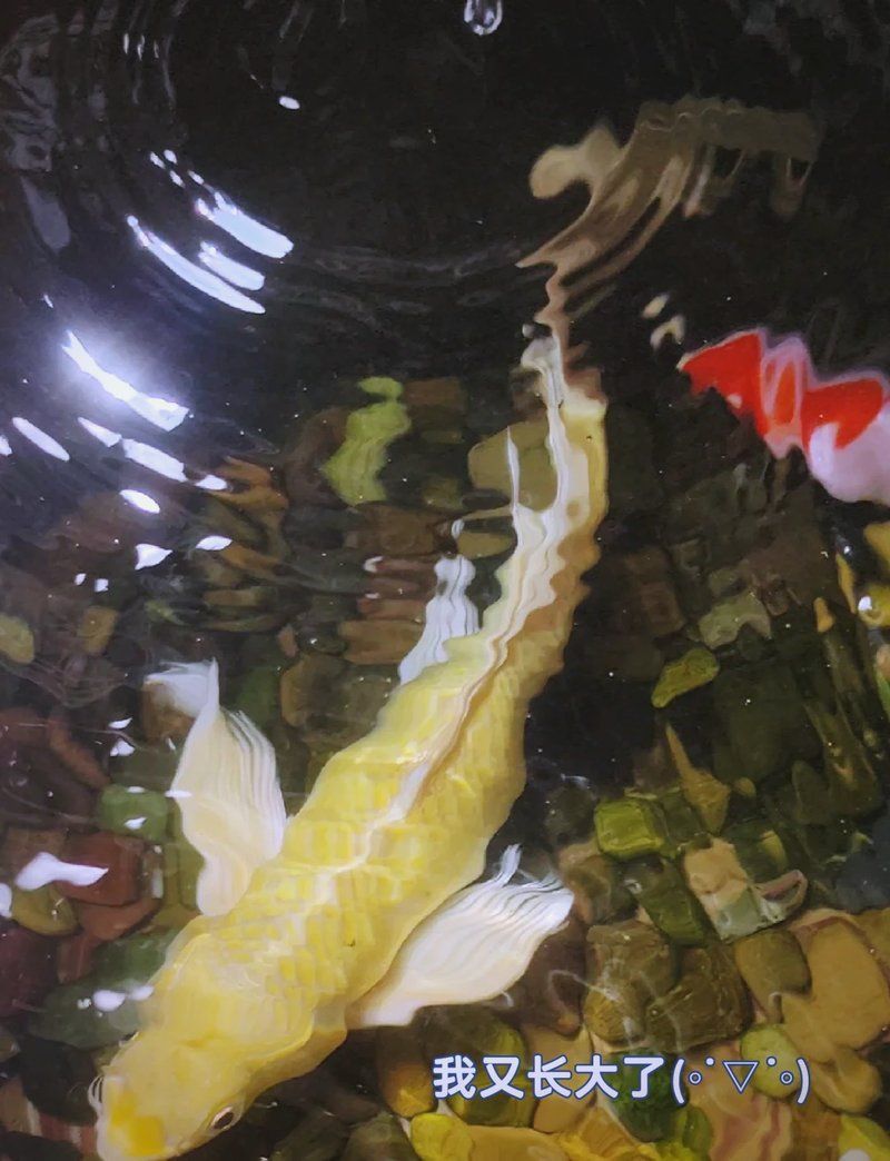 龍鳳黃金錦鯉多少錢一只