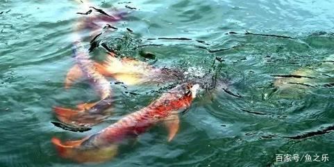 龍魚一會趴缸一會游：如何判斷龍魚趴缸時的正確處理方式