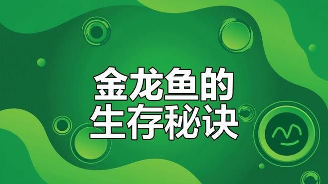 金龍魚吃食物視頻播放大全 金龍魚吃食物視頻播放大全 龍魚百科 第2張