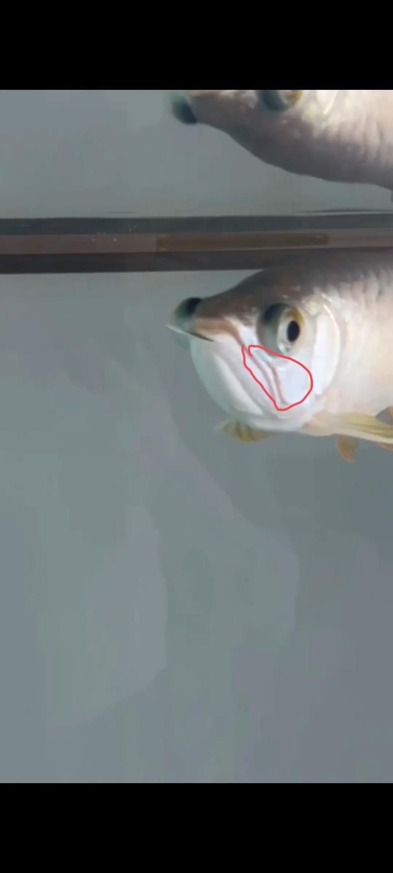 龍魚真菌病最怕三個東西圖片 龍魚真菌病最怕三個東西圖片 龍魚百科 第3張