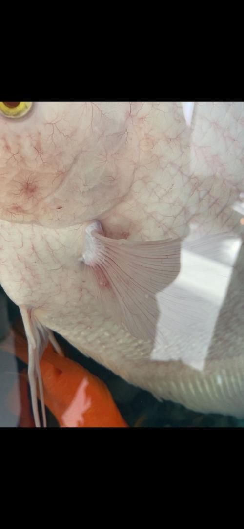 龍魚真菌病最怕三個東西圖片 龍魚真菌病最怕三個東西圖片 龍魚百科 第21張