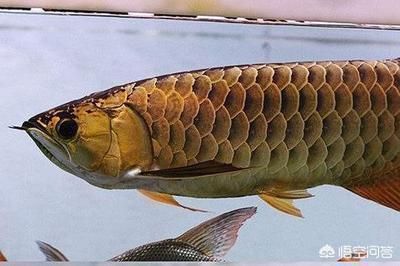 龍魚吃同類嗎：龍魚會吃掉自己的同類嗎