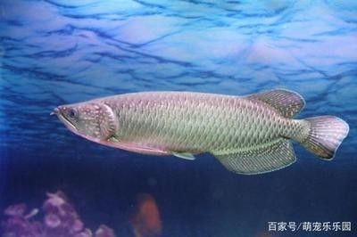 龍魚吃同類嗎：龍魚會吃掉自己的同類嗎