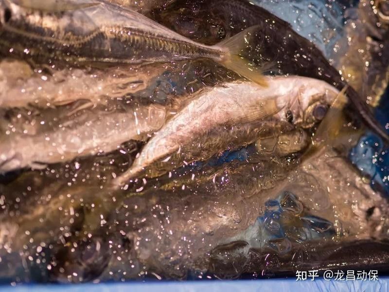龍魚麻醉運輸注意事項有哪些 龍魚麻醉運輸注意事項有哪些 龍魚百科 第5張
