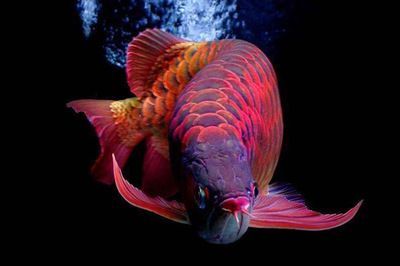 紅龍魚發色什么時間:關于紅龍魚發色的最佳時間和條件 龍魚百科 第3張 紅龍魚發色什么時間:關于紅龍魚發色的最佳時間和條件 紅龍魚發色什么時間:關于紅龍魚發色的最佳時間和條件 龍魚百科 第3張