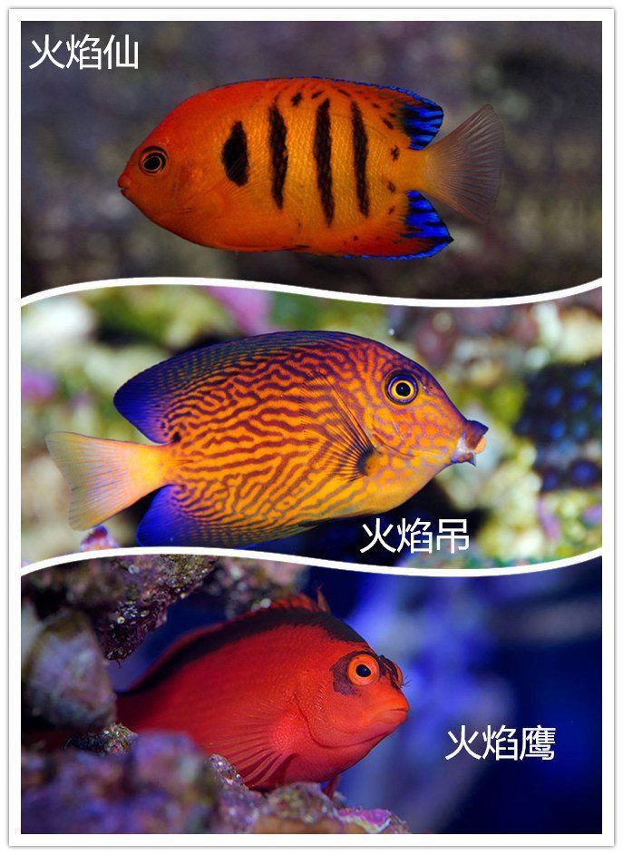 藍魔魚和神仙魚的區別