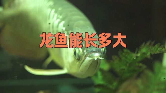 紅龍魚品種體型大小 紅龍魚品種體型大小 龍魚百科 第8張