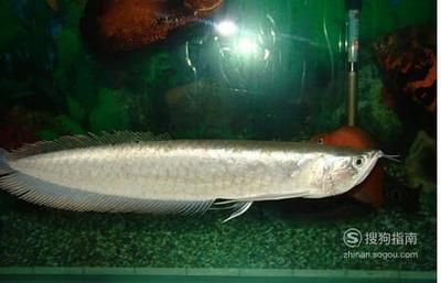養(yǎng)兩只銀龍魚好嗎：養(yǎng)兩只銀龍魚需要注意什么？ 養(yǎng)兩只銀龍魚好嗎：養(yǎng)兩只銀龍魚需要注意什么？ 龍魚百科 第2張