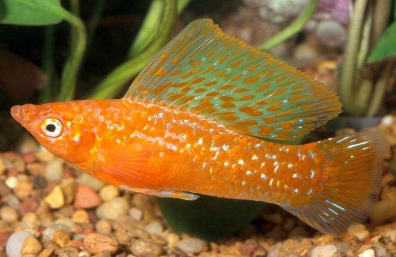 如何判斷粉色龍魚是否懷孕？