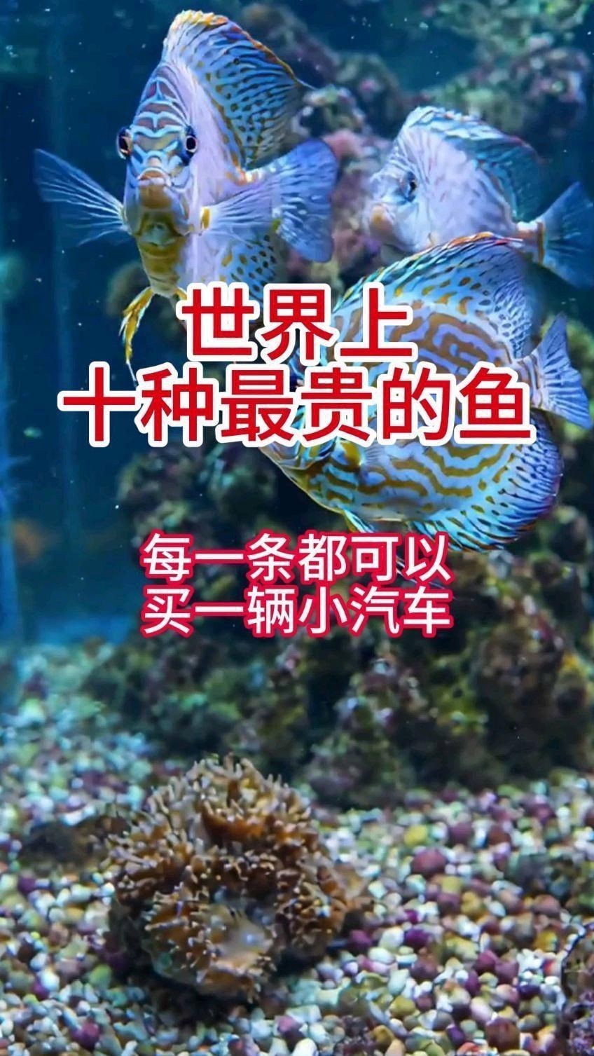 十大最貴魚第一名 十大最貴魚第一名 龍魚百科 第4張