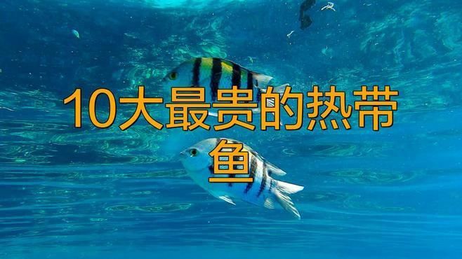 十大最貴魚第一名 十大最貴魚第一名 龍魚百科 第3張