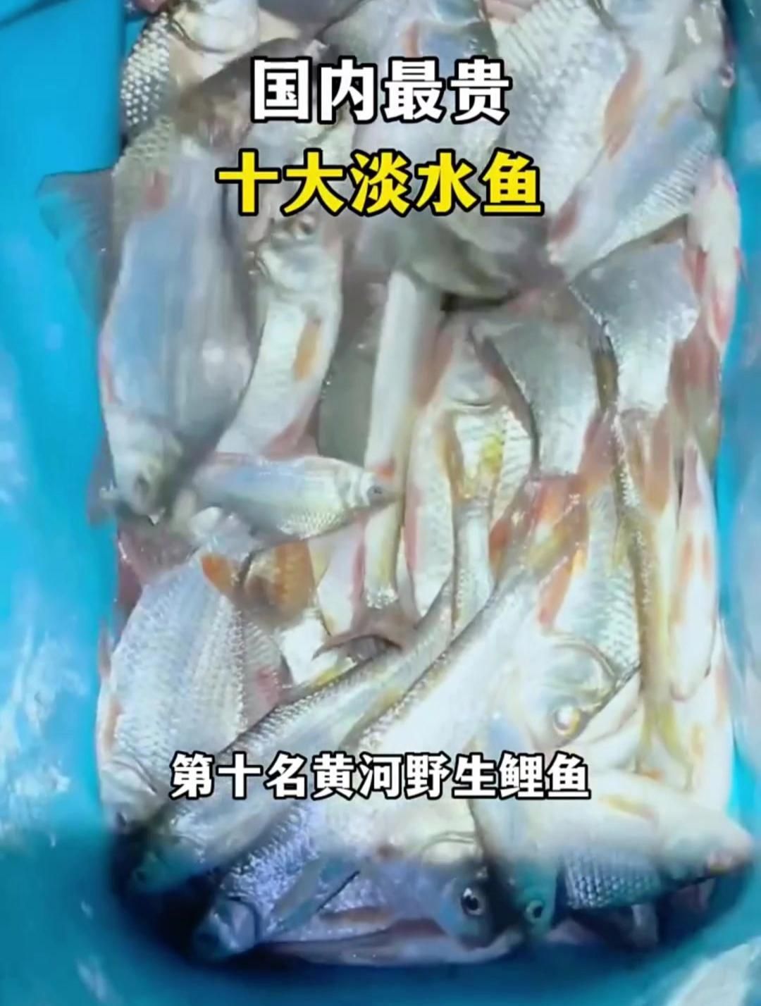 十大最貴魚第一名 十大最貴魚第一名 龍魚百科 第6張