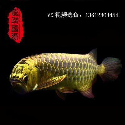 金龍魚貼什么背景圖好：如何選擇金龍魚的背景圖 金龍魚貼什么背景圖好：如何選擇金龍魚的背景圖 龍魚百科 第3張