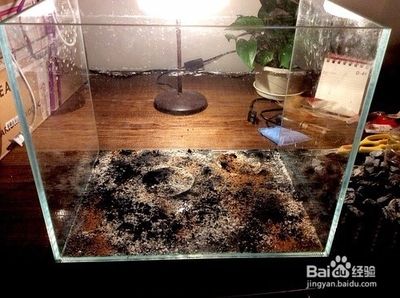 紅龍魚眼睛里有白色物體是什么病啊怎么治（紅龍魚眼睛里有白色物體是什么病啊怎么治療）