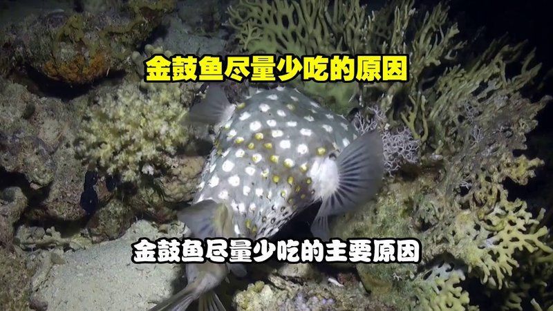 金菠蘿魚為何盡量少吃