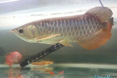 世界最貴金龍魚品種排名，大紅龍魚平均價值300萬人民幣：世界最貴金龍魚品種及種及價格