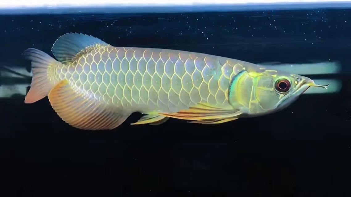 龍魚賽級什么意思（世界龍魚錦標賽總冠軍13號大紅龍售價幾千元人民幣） 龍魚賽級什么意思（世界龍魚錦標賽總冠軍13號大紅龍售價幾千元人民幣） 龍魚百科 第5張