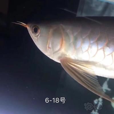 龍魚賽級什么意思（世界龍魚錦標賽總冠軍13號大紅龍售價幾千元人民幣） 龍魚賽級什么意思（世界龍魚錦標賽總冠軍13號大紅龍售價幾千元人民幣） 龍魚百科 第4張