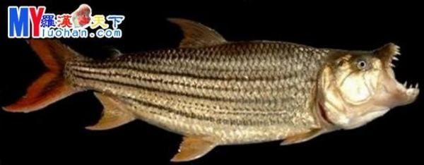 黃金猛魚vs龍魚誰厲害:探討黃金猛魚和龍魚誰更厲害之前需要明確“厲害”這個詞 龍魚百科 第1張 黃金猛魚vs龍魚誰厲害:探討黃金猛魚和龍魚誰更厲害之前需要明確“厲害”這個詞 黃金猛魚vs龍魚誰厲害:探討黃金猛魚和龍魚誰更厲害之前需要明確“厲害”這個詞 龍魚百科 第1張