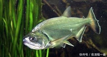 黃金猛魚vs龍魚誰厲害:探討黃金猛魚和龍魚誰更厲害之前需要明確“厲害”這個詞 龍魚百科 第2張 黃金猛魚vs龍魚誰厲害:探討黃金猛魚和龍魚誰更厲害之前需要明確“厲害”這個詞 黃金猛魚vs龍魚誰厲害:探討黃金猛魚和龍魚誰更厲害之前需要明確“厲害”這個詞 龍魚百科 第2張