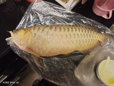 龍魚死亡的原因是什么（龍魚死亡的原因包括水質不適宜、食物問題、疾病或寄生蟲感染）